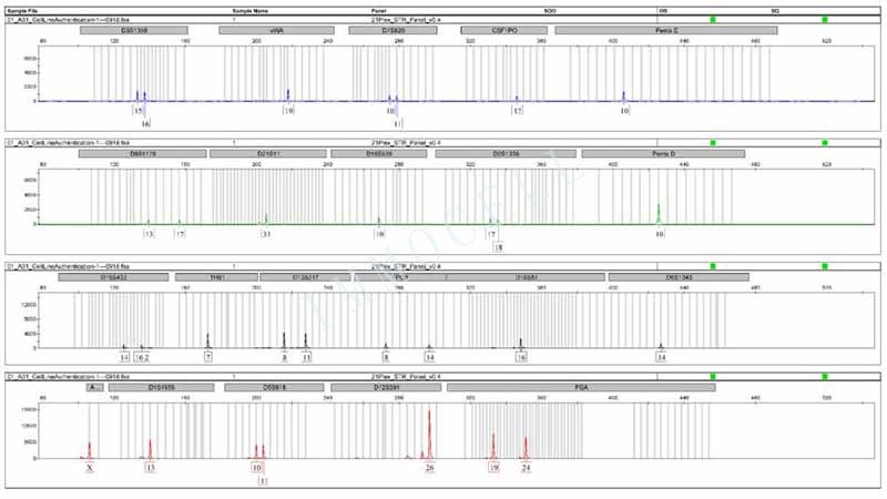 MKN-45人胃癌細(xì)胞STR鑒定位點(diǎn)圖片