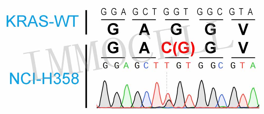 H358 KRAS.jpg