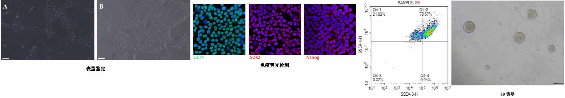 hiPSC人多能干細(xì)胞熒光檢測